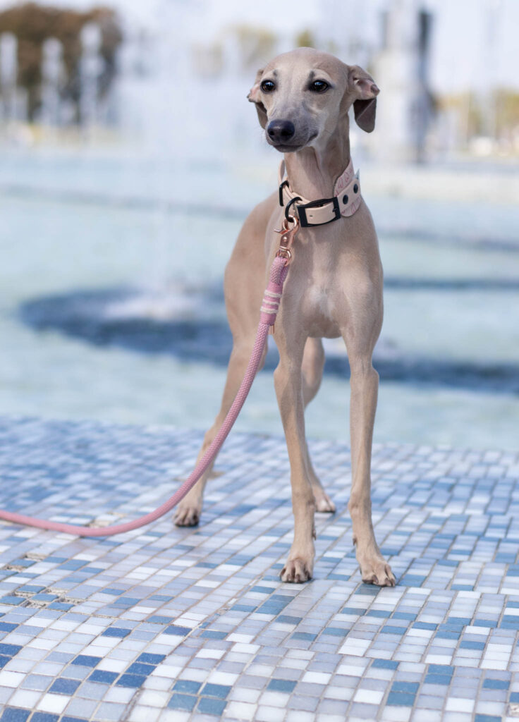 Czy charcika włoskiego da się nauczyć załatwiać się na dworze?