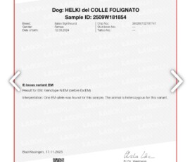 Wynik badań genetycznych charcika włoskiego Helki del Colle Folignato – Grey Vanilla FCI
