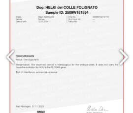 Badania genetyczne Helki – charcik włoski – Grey Vanilla FCI