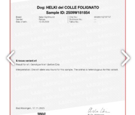 Wynik badań genetycznych charcika włoskiego Helki del Colle Folignato – Grey Vanilla FCI
